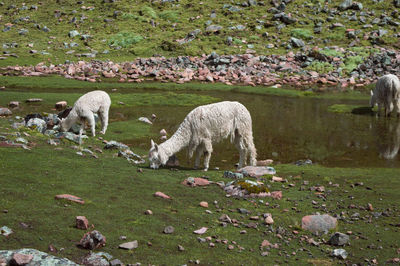 Sheep grazing on riverbank