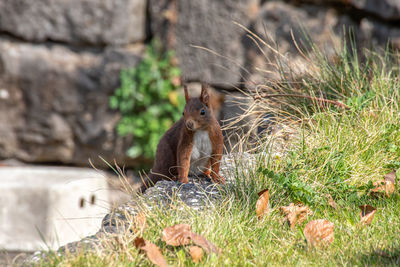 Squirrel gropes to the sunflower seeds