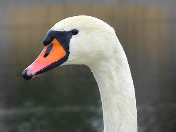 Close-up of white bird