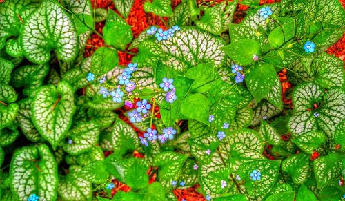 Full frame shot of flowering plants