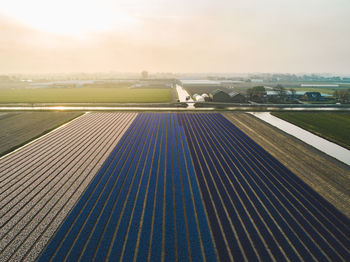 Aerial view of hyacinth flowers field 