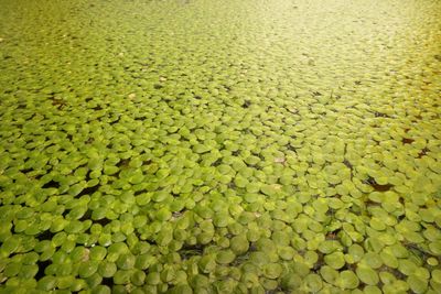 Duckweed packed on the water surface.