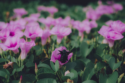 Close-up of pink flowering plants