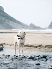 View of dog on beach