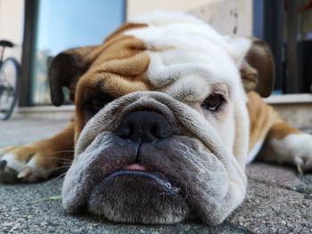 Close-up of dog sleeping