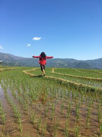 Enjoy the fresh air in the rice fields, malino-indonesia