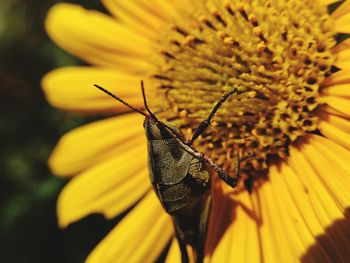 Close-up of butterfly pollinating on flower