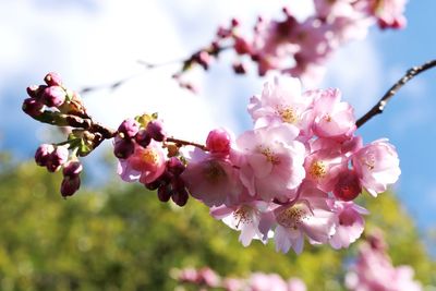 Close-up of pink cherry blossom