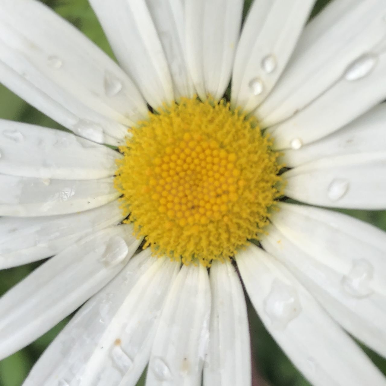 CLOSE-UP OF WHITE DAISY FLOWER WITH POLLEN