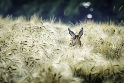 Roe deer  during morning walk