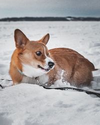 Dog looking at snow