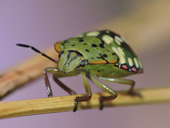 Close-up of insect on leaf