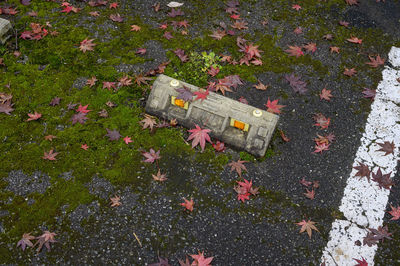 Autumn leaves and moss on the floor, in japan.