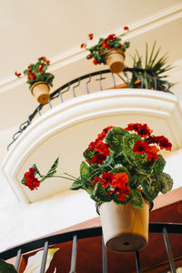 Close-up of potted plant on table