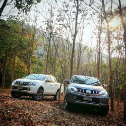 Cars on road amidst trees in forest