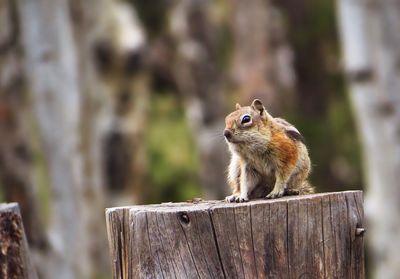 Close-up of squirrel on wood