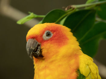 Close-up of parrot