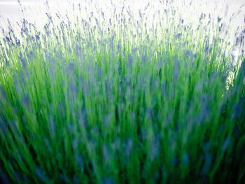 Close-up of plants growing on field