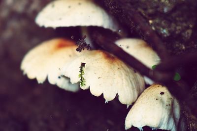 Close-up of mushrooms