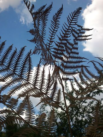 Low angle view of palm trees against sky