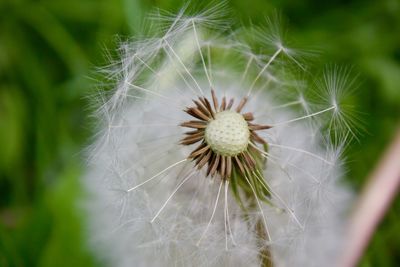 Close-up of dandelion on plant