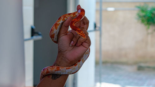 Veterinary professional handling a non-venomous snake known as the corn snake during a class