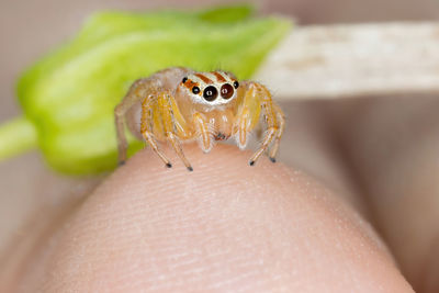 Close-up of insect on hand