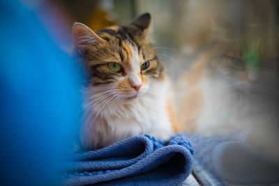 Close-up of cat looking away