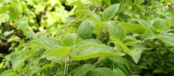 Close-up of fresh green leaves