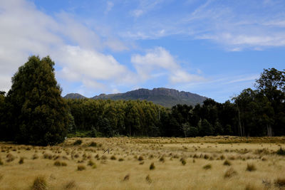 Scenic view of field against sky