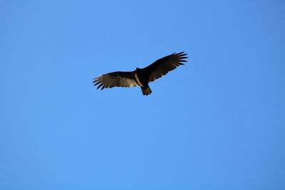 Low angle view of bird flying in sky