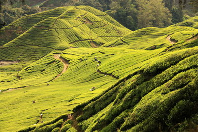 High angle view of green landscape