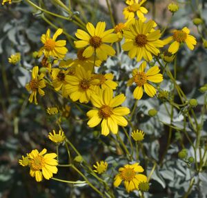 Close-up of yellow flowering plant