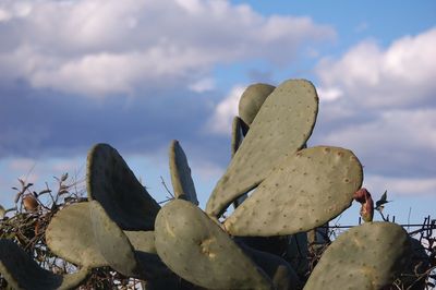 Low angle view of prickly pear cactus against sky