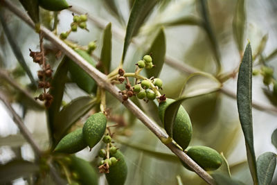 Olive leaves, with olives and seeds, green, macro photography