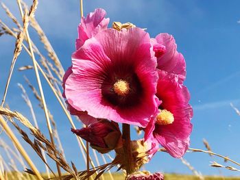 Low angle view of pink flowering plant against sky