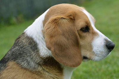 Close-up of dog on field