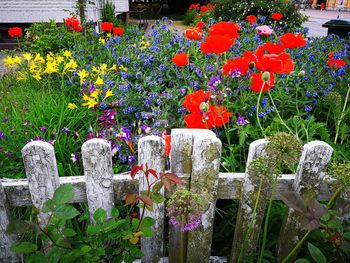 Multi colored flowers blooming outdoors