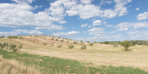 Olive grove toscany