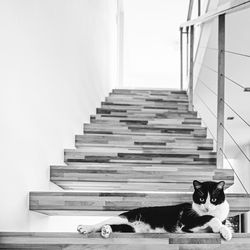 Portrait of cat relaxing on staircase