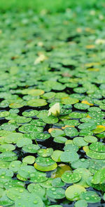 Full frame shot of lotus water lily in pond