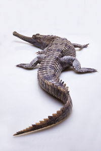 Senyolong or the false gharial. high angle view of crocodile on white background