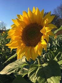 Close-up of fresh sunflower blooming in field against sky