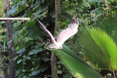 Close-up of a bird flying