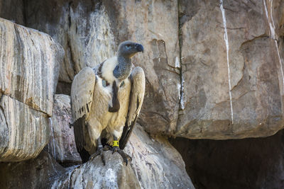 View of monkey sitting on rock