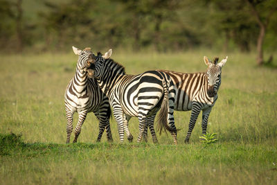 Two plains zebra play fight near foal