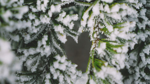 Close-up of frozen plant