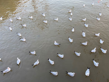 High angle view of ducks in lake