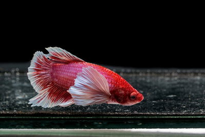 Close-up of fish swimming in tank