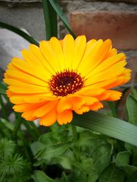 Close-up of yellow flower blooming outdoors